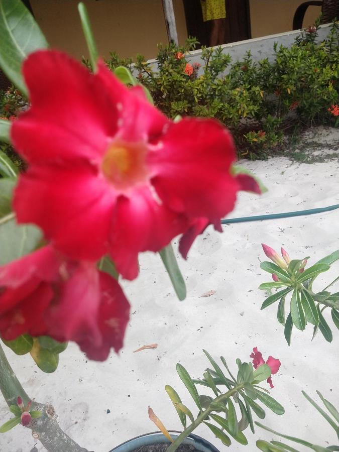 Pousada Flor Do Deserto - Mandacaru Santo Amaro do Maranhao Bagian luar foto